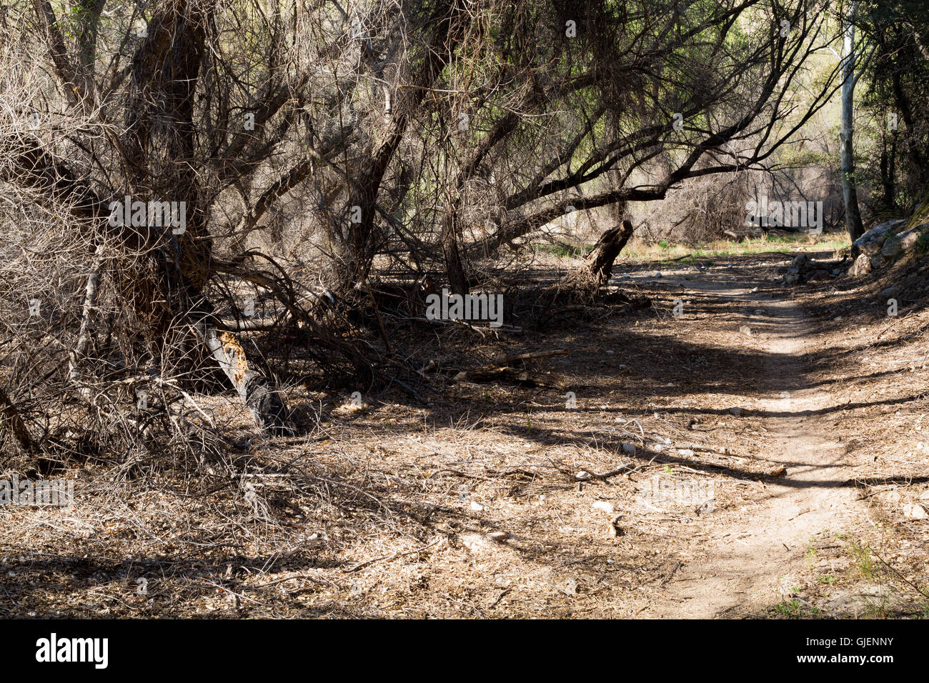 Cottonwood, sycamore, and mesquite trees in Sycamore Canyon of the