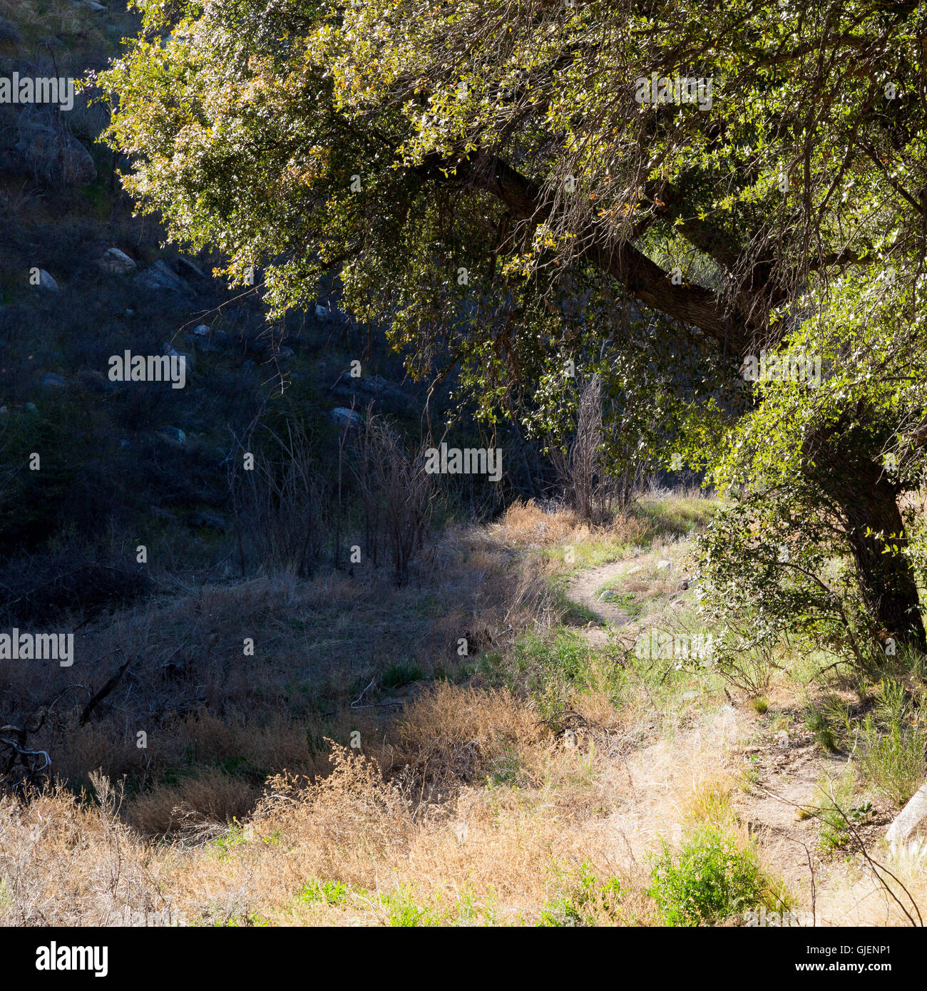 A large oak tree arching over the Arizona Trail in the Santa Catalina