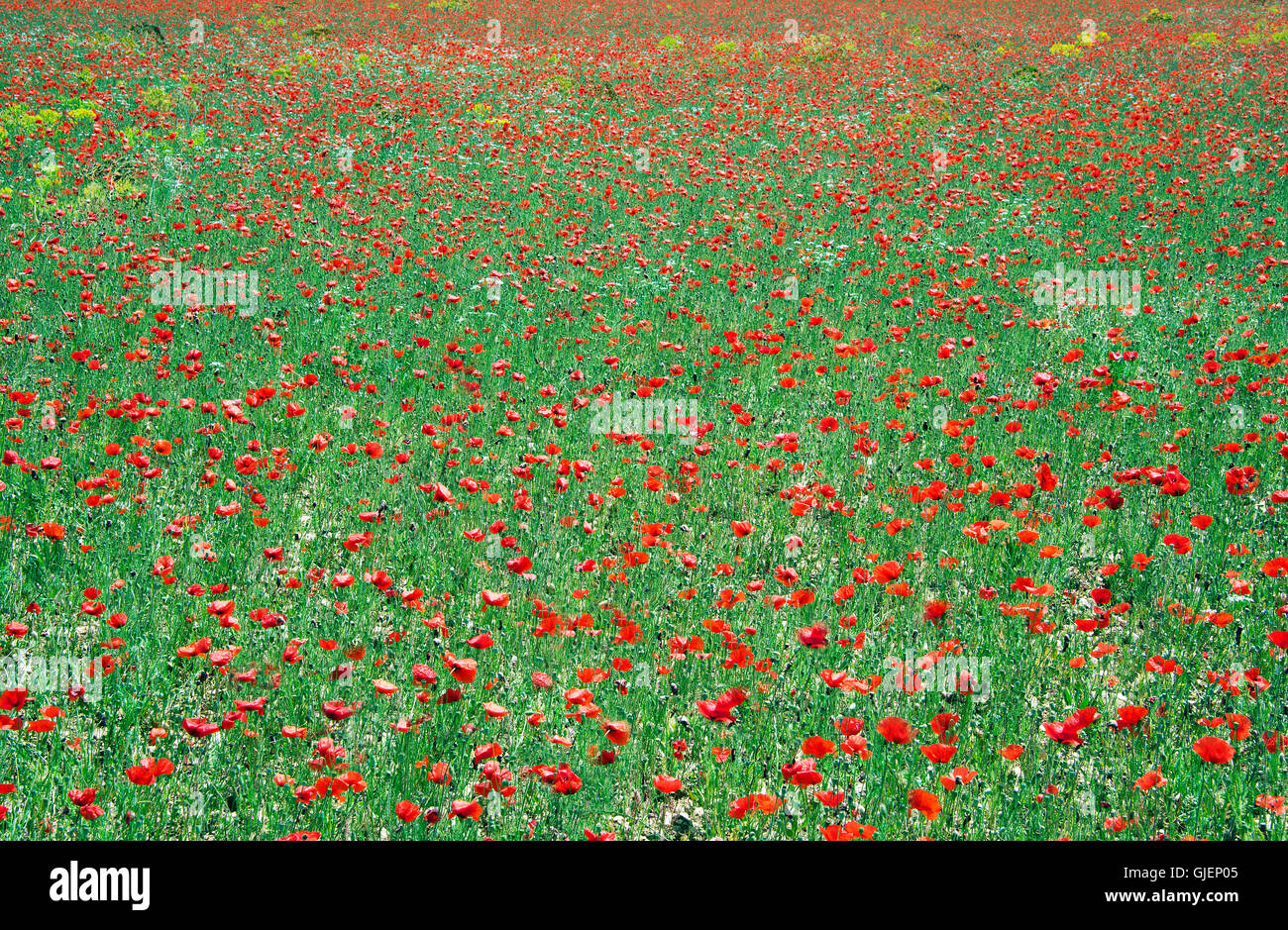 Poppy field Luberon Provence France Stock Photo