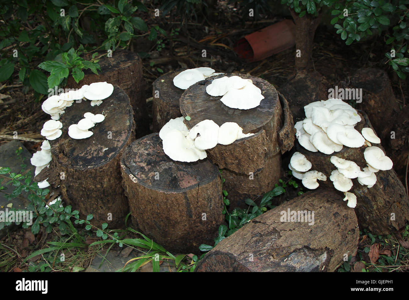 white mushrooms growing on dead wood Stock Photo - Alamy