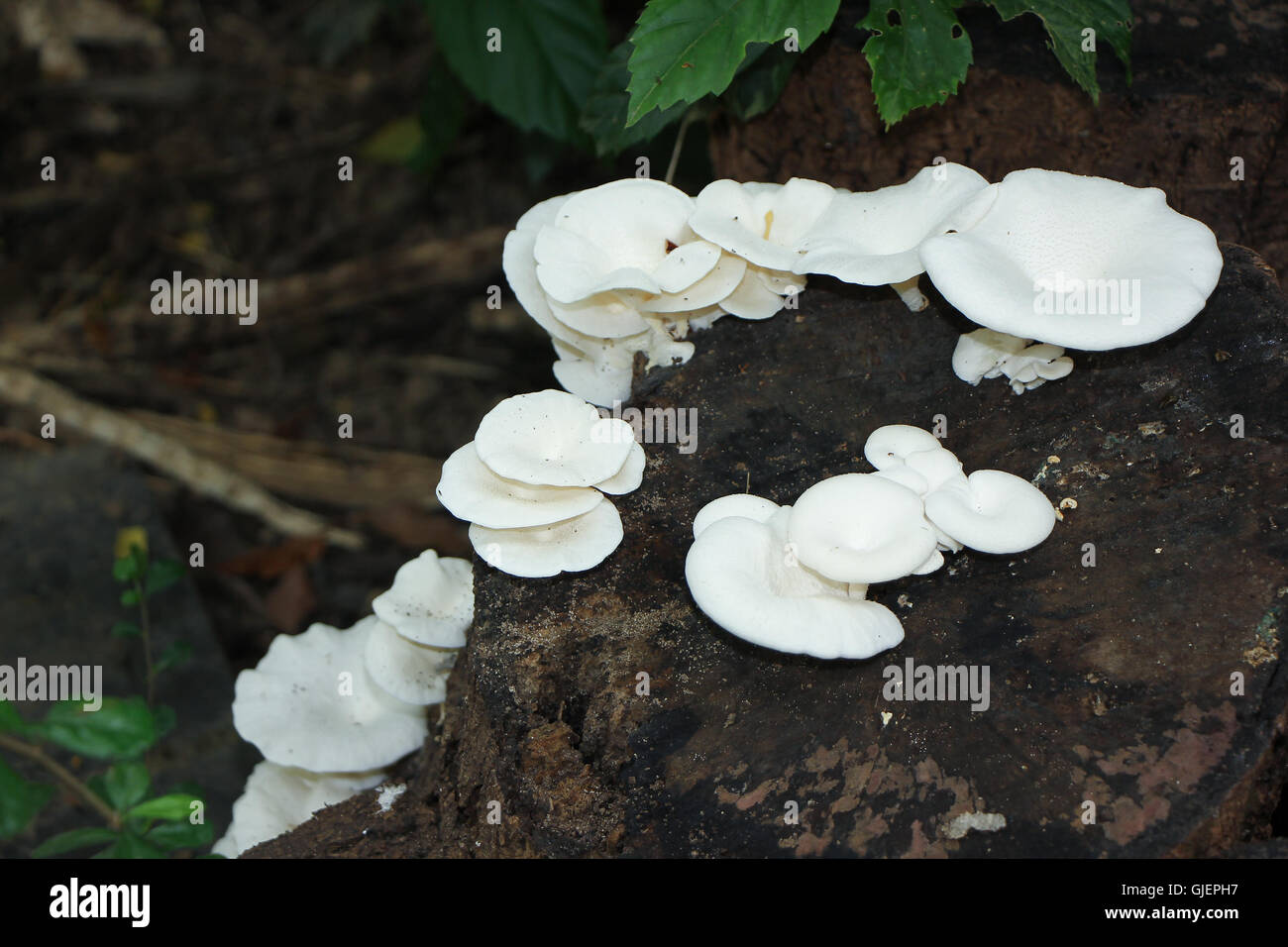 white mushrooms growing on dead wood Stock Photo - Alamy