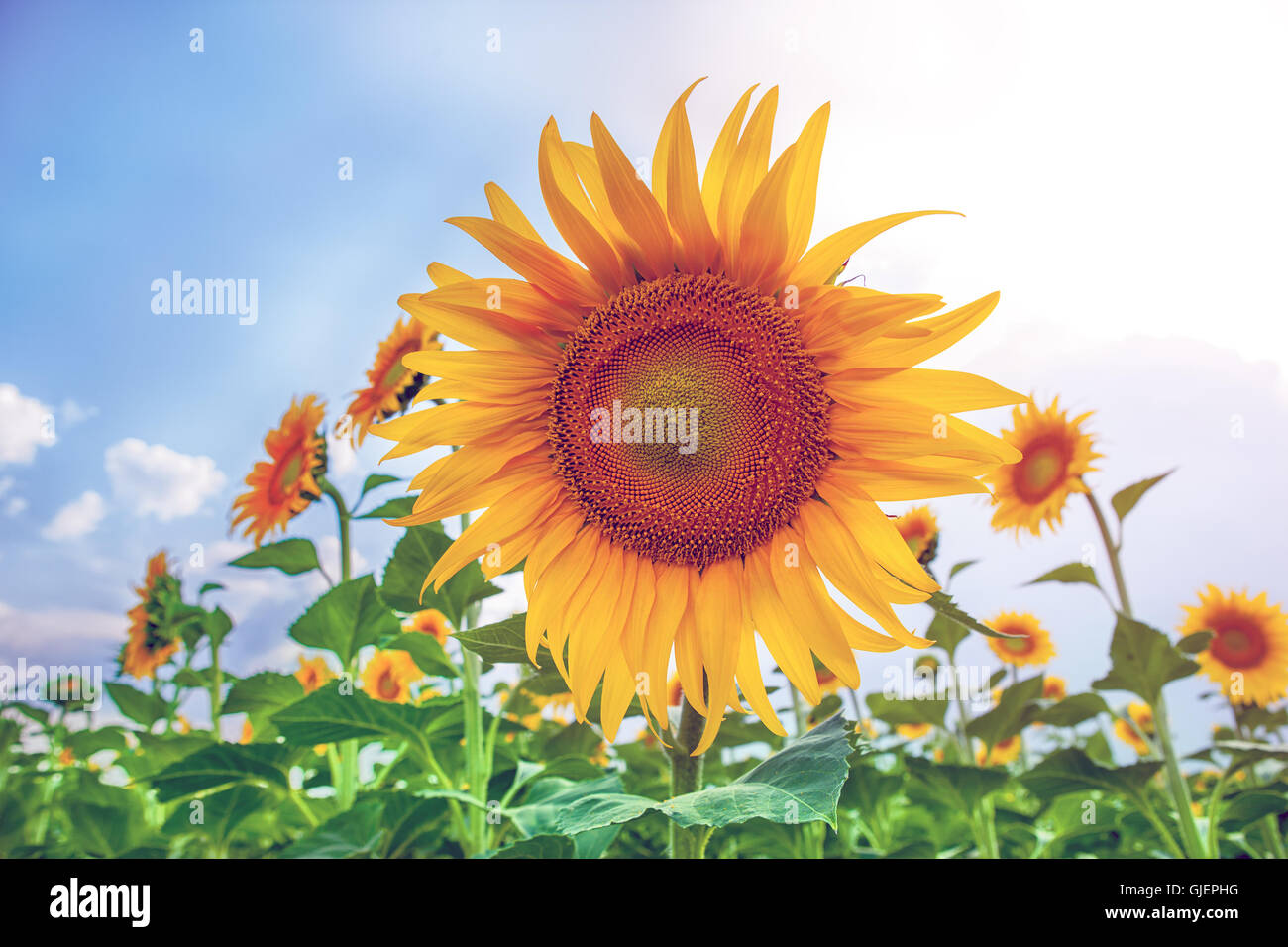 close-up of a beautiful sunflower in field Stock Photo - Alamy