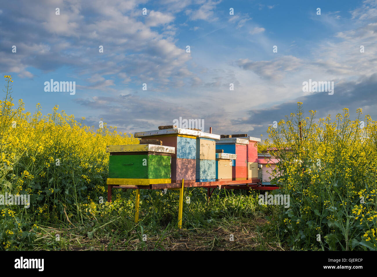 Apiary in the field of rapeseed Stock Photo