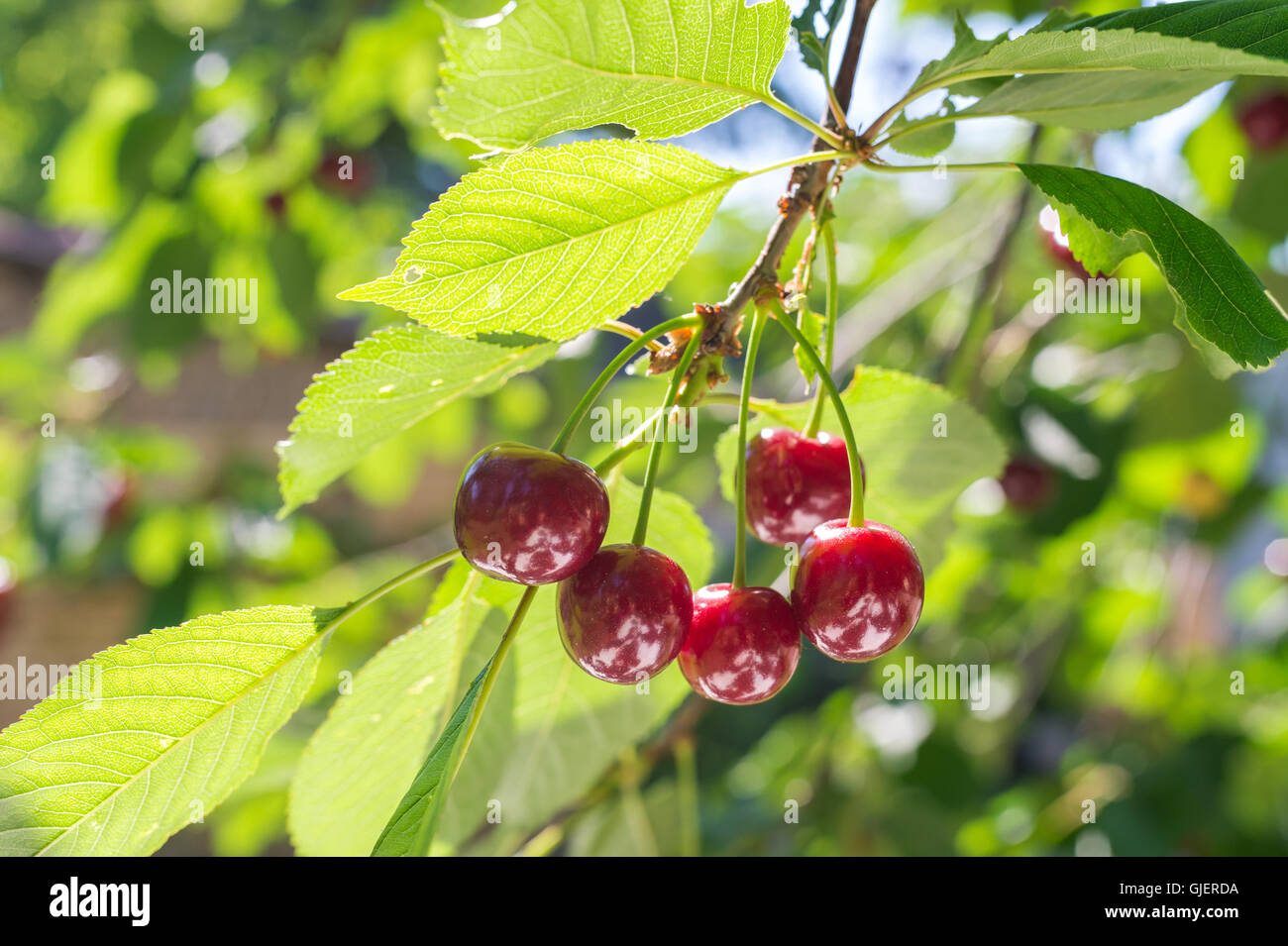 Ripe cherries on orchard tree Stock Photo - Alamy