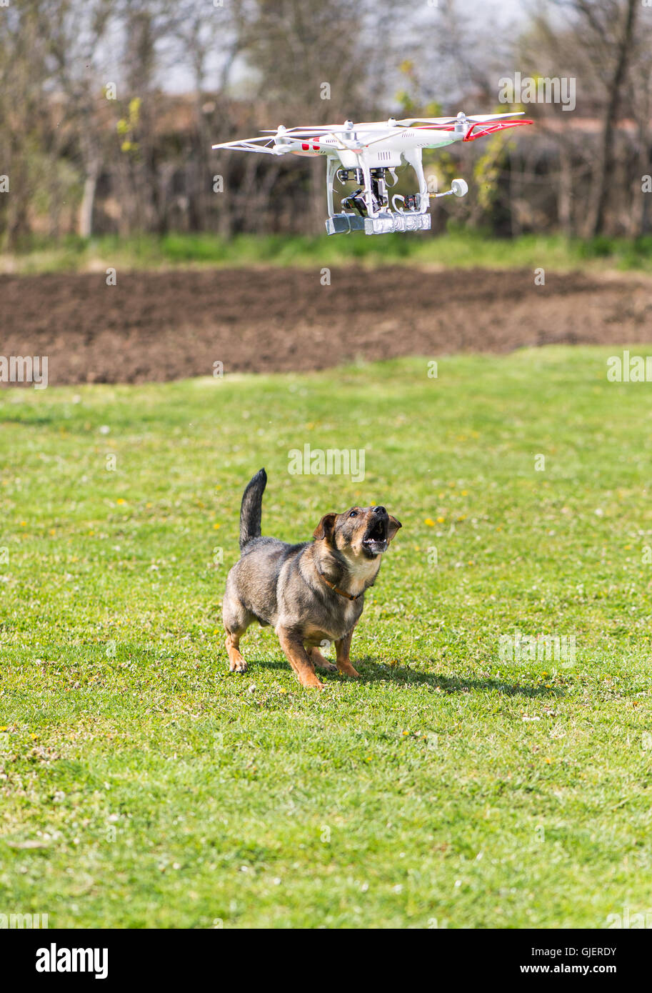 flying drone with camera and dog Stock Photo - Alamy