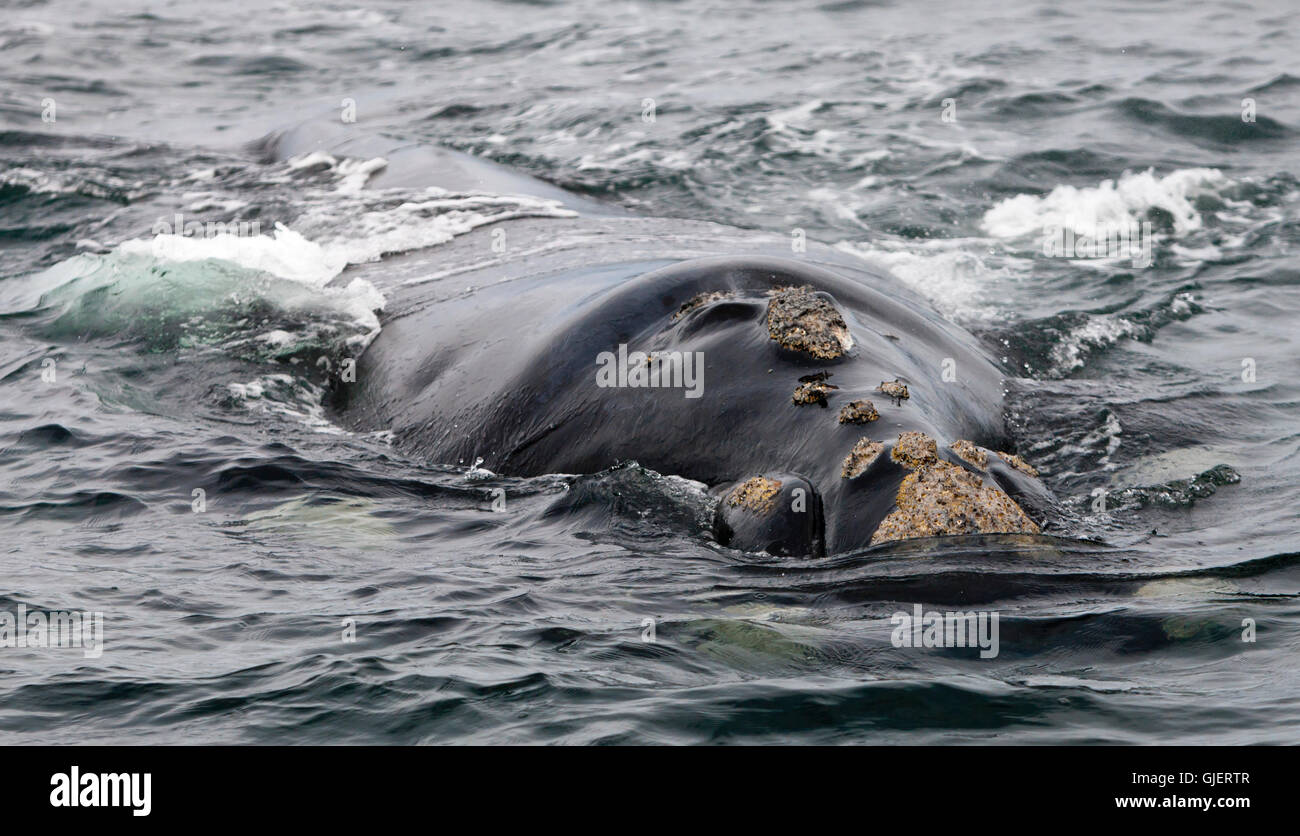 Southern Right Whales distinctive features in the southern ocean Stock Photo