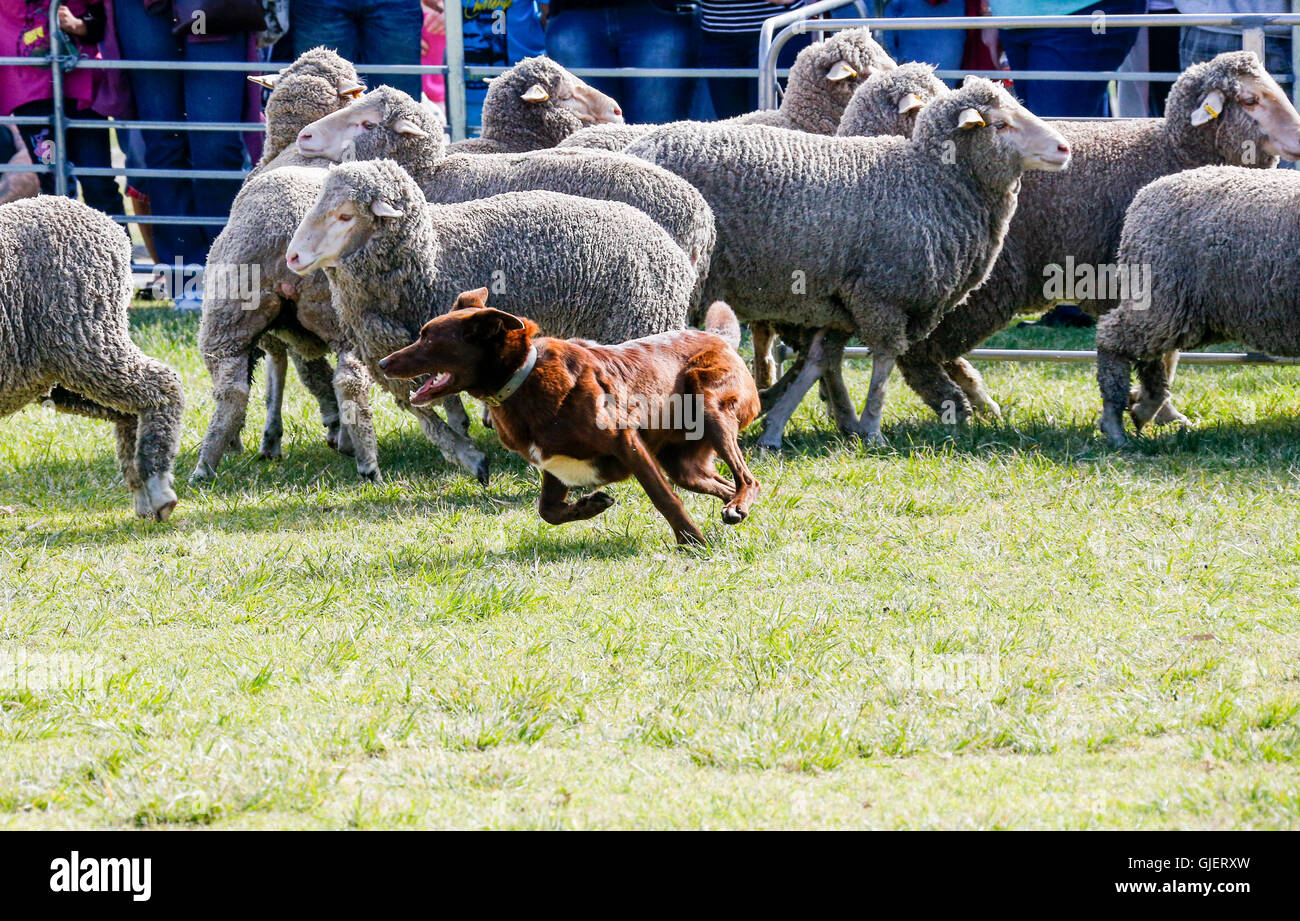 Perth Royal Show. Agricultural Show. Perth Western Australia Stock
