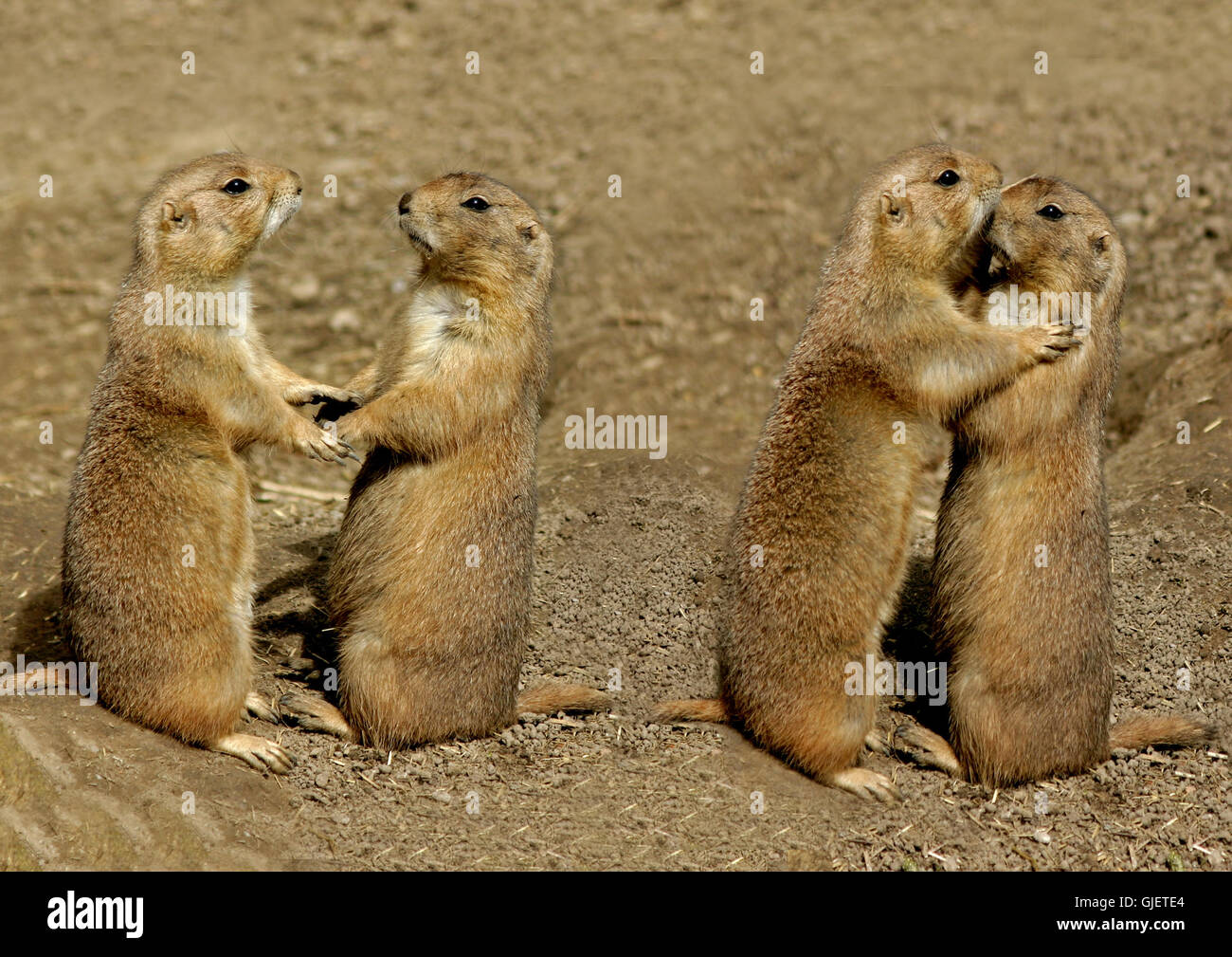 May I Ask Stock Photo Alamy