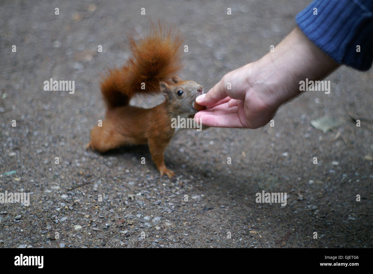 fodder animal rodent Stock Photo - Alamy