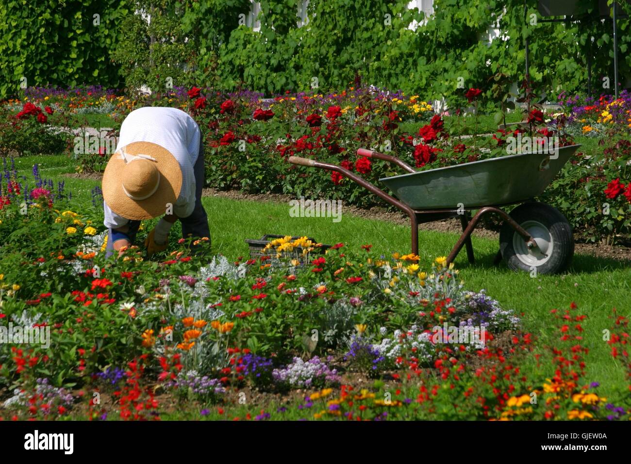 park garden plant Stock Photo