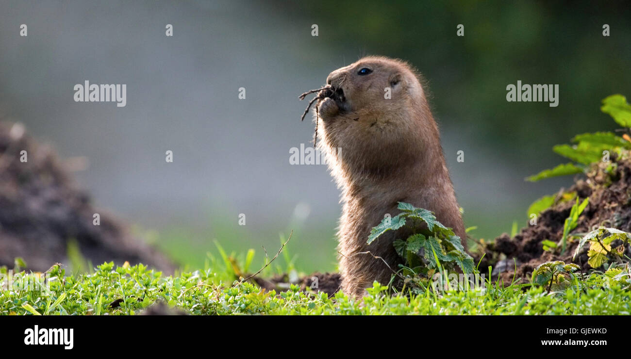 green brown brownish Stock Photo