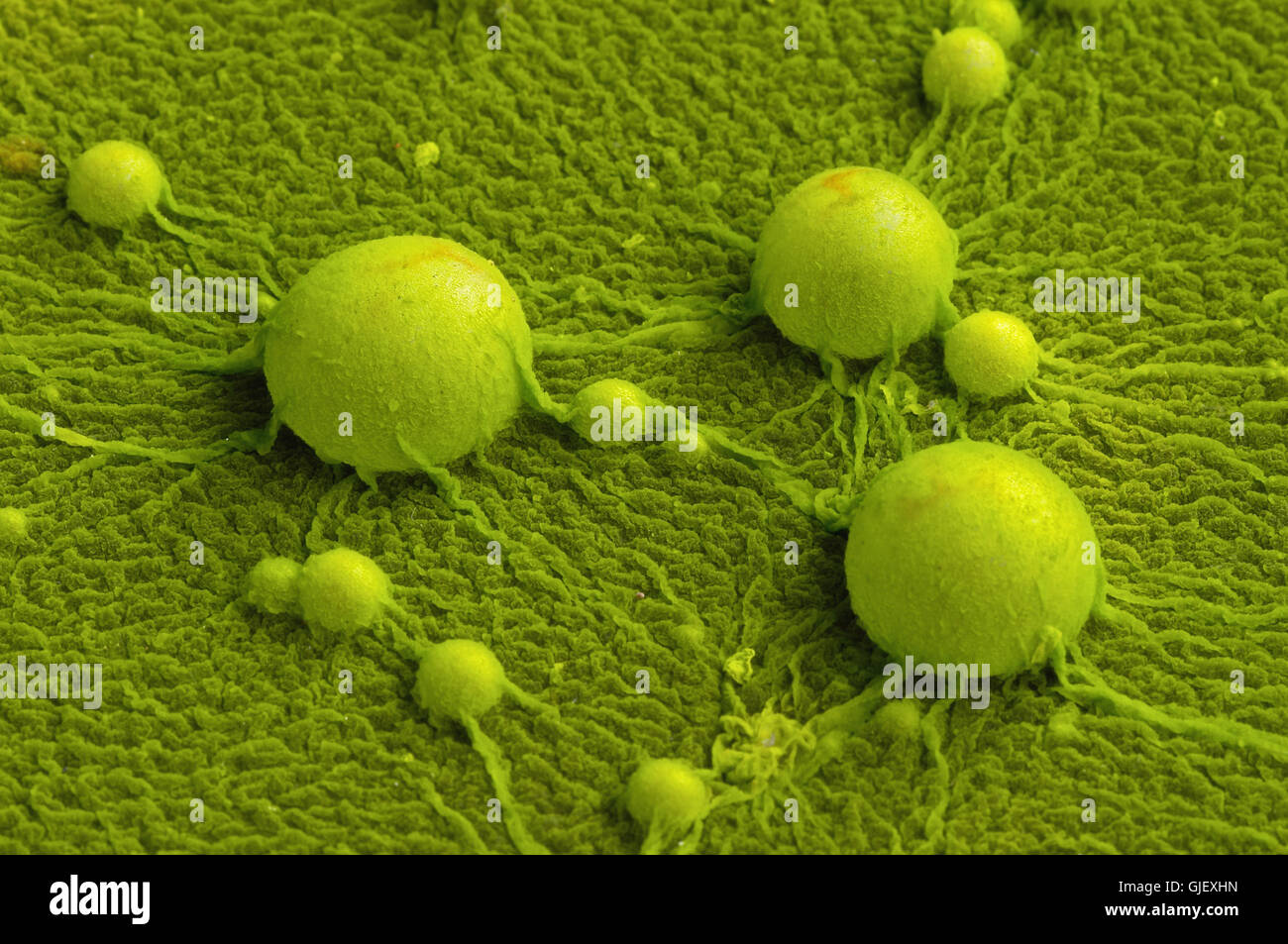 waterworld - bubbles in moos Stock Photo