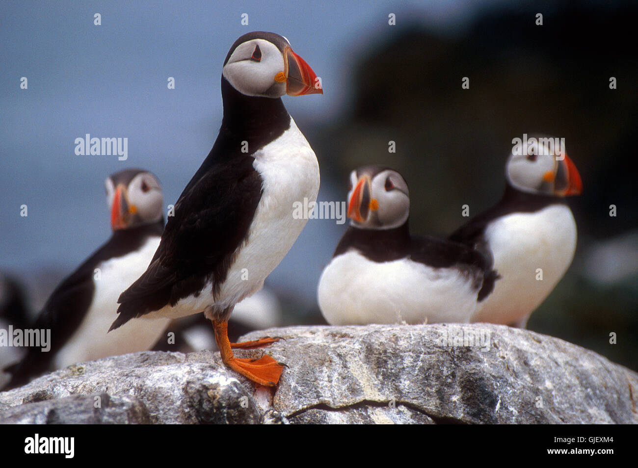 clowns of the seas Stock Photo Alamy