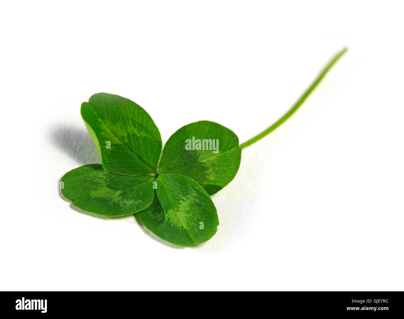 green clover cloverleaf Stock Photo