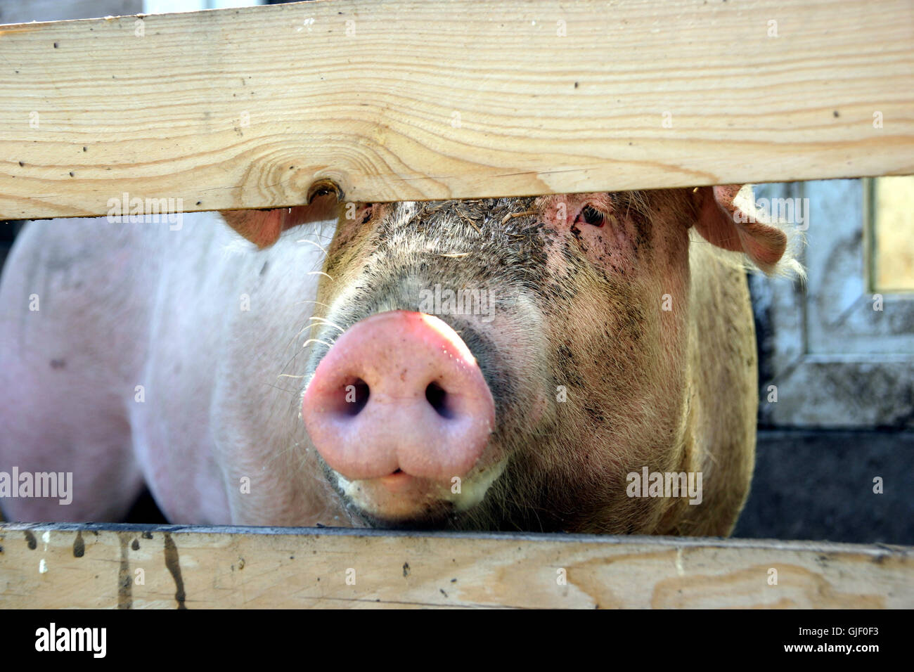 animal eye organ Stock Photo - Alamy