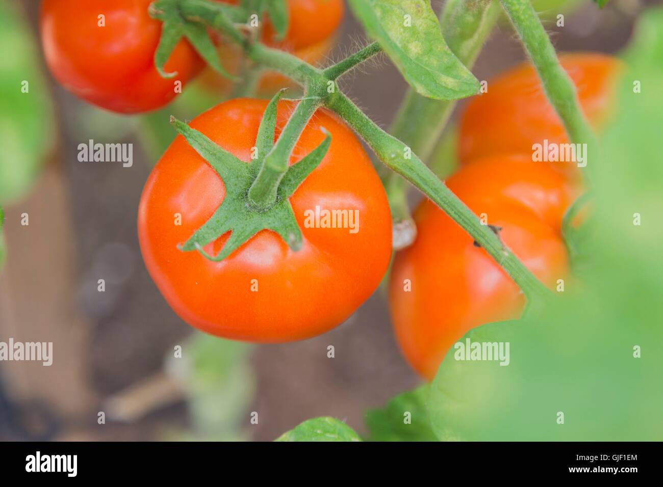 Tomatoes ripening on the bush Stock Photo - Alamy