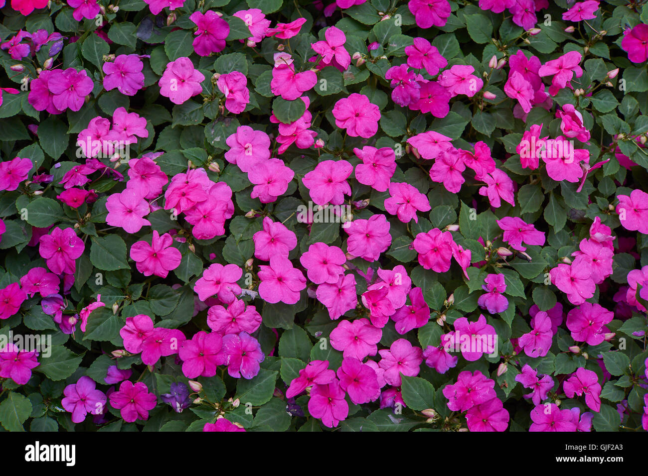 Impatiens walleriana lots of purple pink flowers on the flower bed