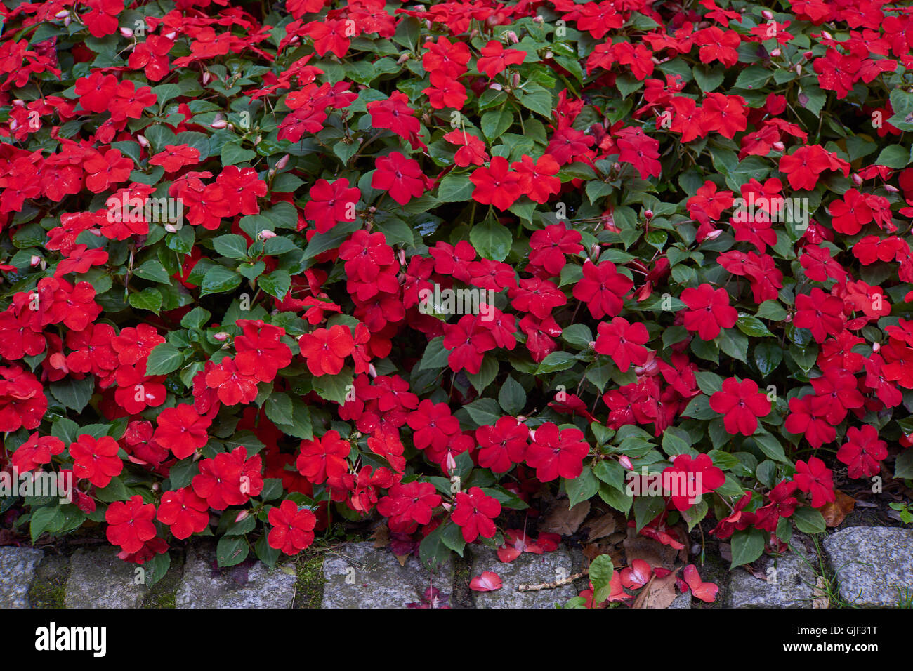 Impatiens Walleriana Lots Of Red Flowers On The Flower Bed Sultanii Stock Photo Alamy