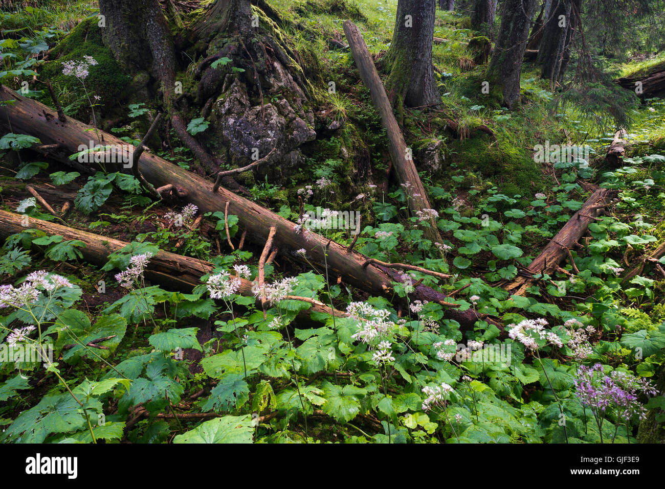 Deadwood and blooming Adenostyles in an enchanted damp hollow in a mountain forest at Mount Benediktenwand in the European Alps, Bavaria, Germany Stock Photo