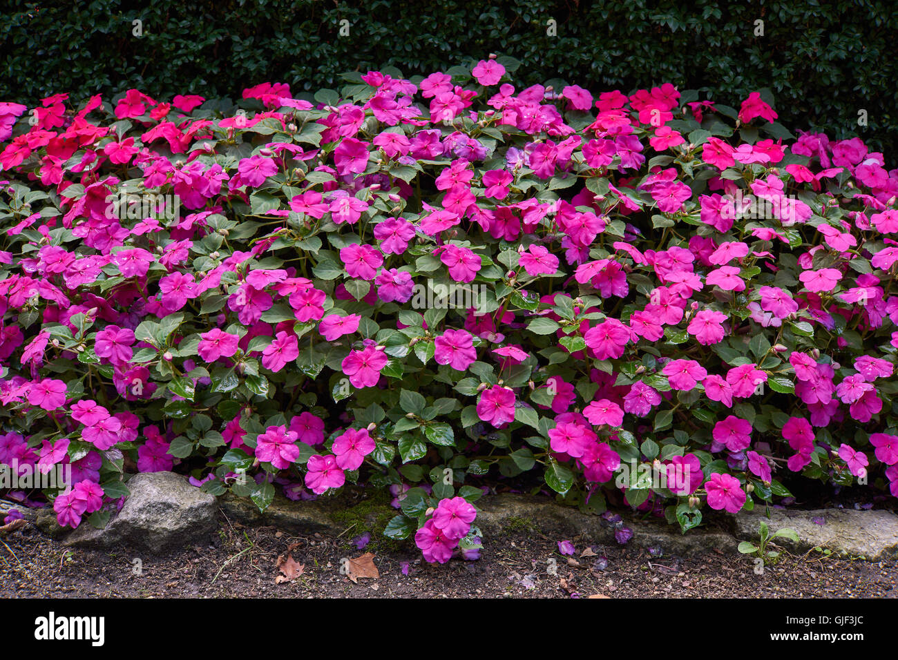 Impatiens walleriana lots of purple pink  flowers on the flower bed sultanii busy Lizzie balsam, sultana,impatiens Stock Photo
