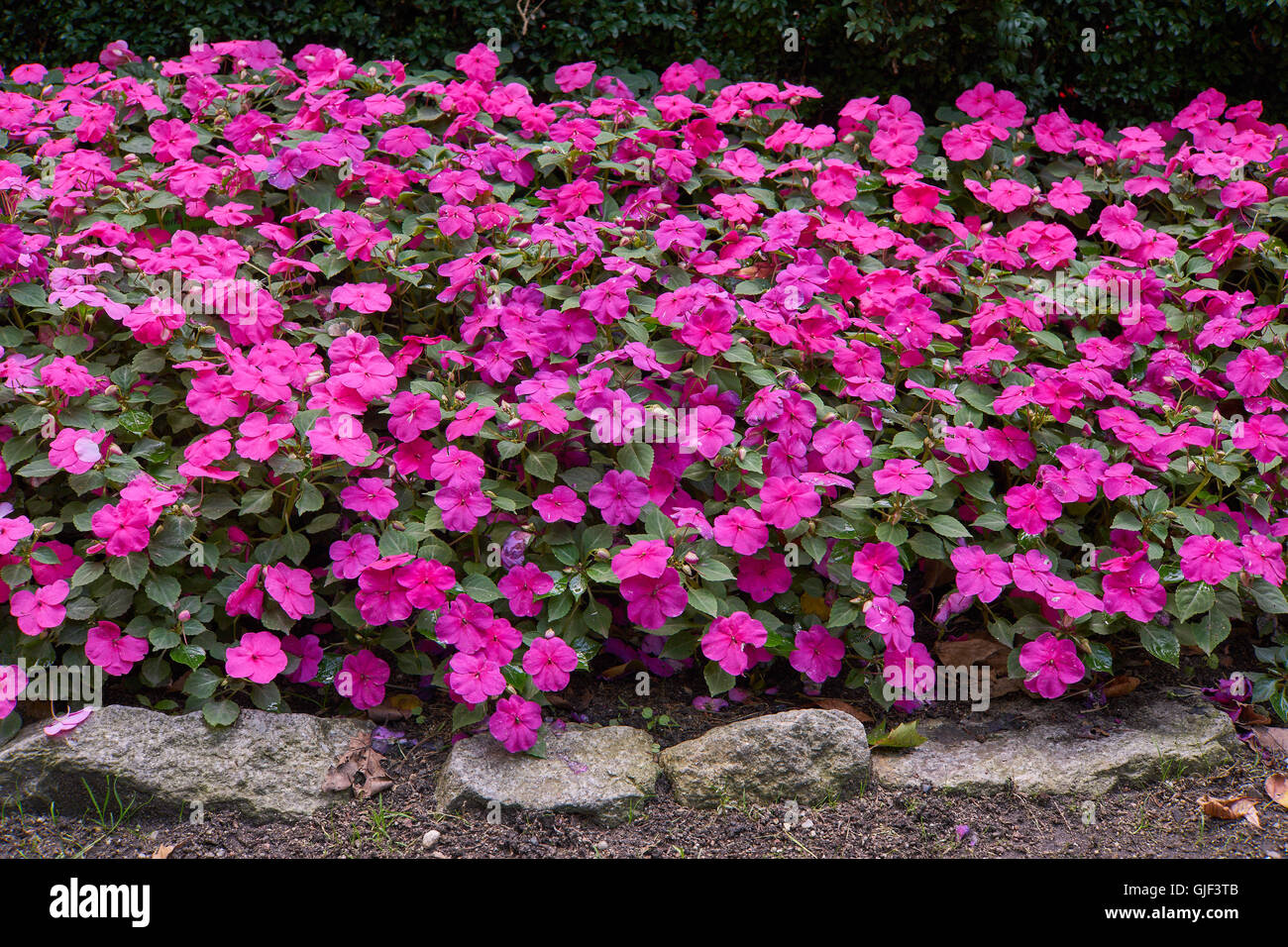 Impatiens Walleriana Lots Of Purple Pink Flowers On The Flower Bed Stock Photo Alamy