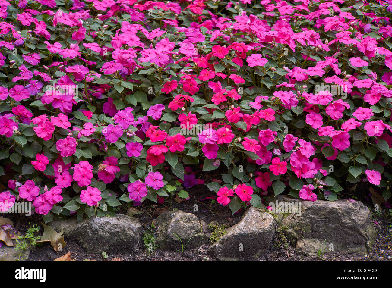 Impatiens walleriana lots of purple pink flowers on the flower bed