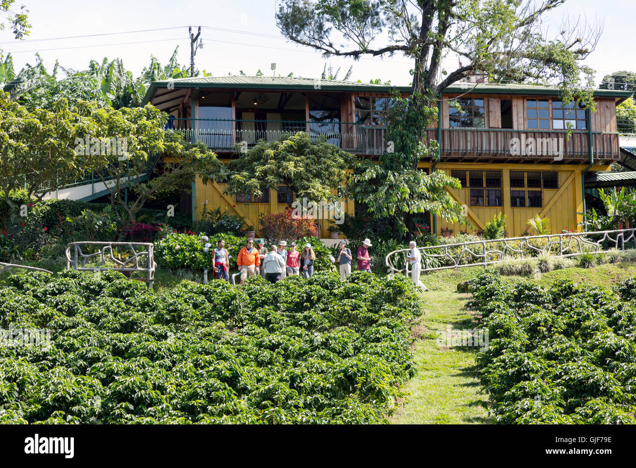 A group of tourists visiting a coffee plantation, Poas, Costa Rica