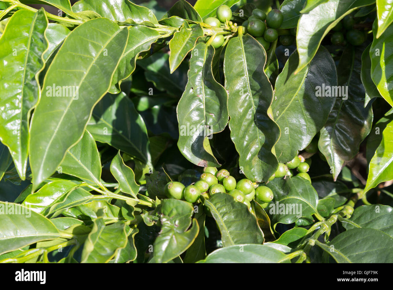 Coffee beans growing in a coffee plantation, Poas, Costa Rica, Central America Stock Photo