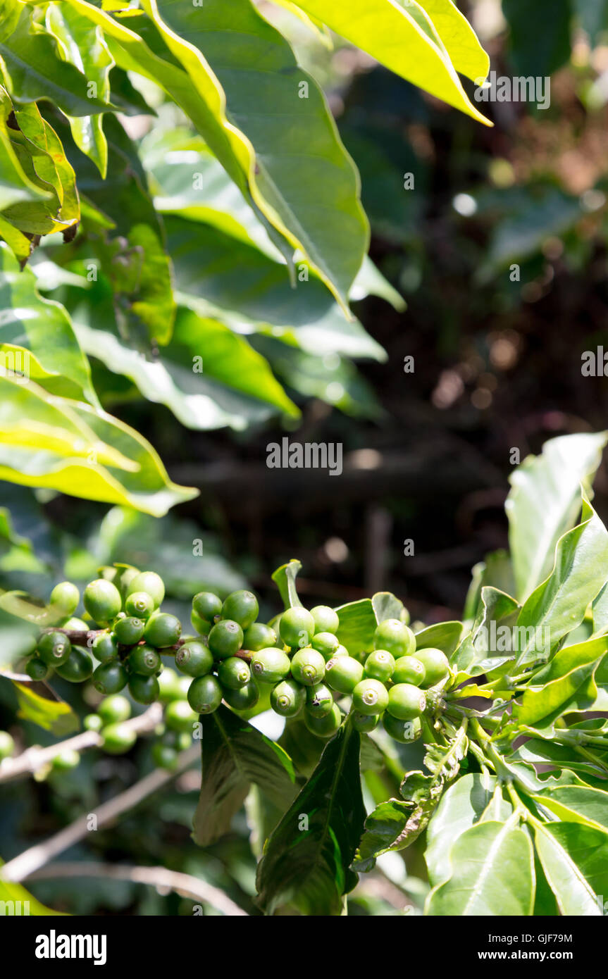 Coffee beans growing in a coffee plantation, Poas, Costa Rica, Central America Stock Photo