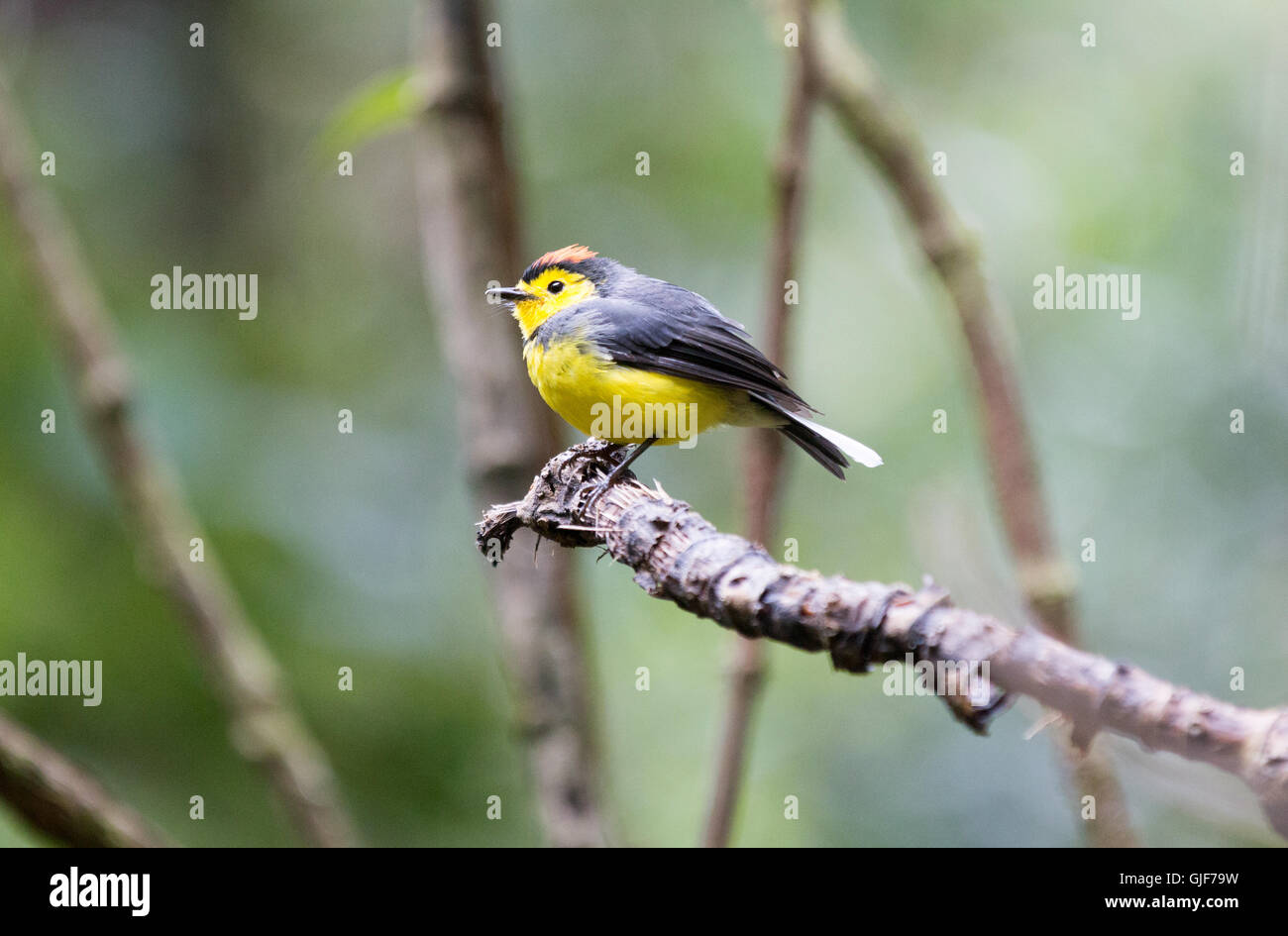 Collared Redstart ( Myioborus torquatus ), or Collared Whitestart ...