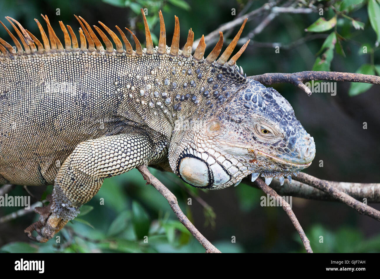 Close up of a Common or Green Iguana ( Iguana iguana) in the rainforest, Arenal, Costa Rica, Central America Stock Photo