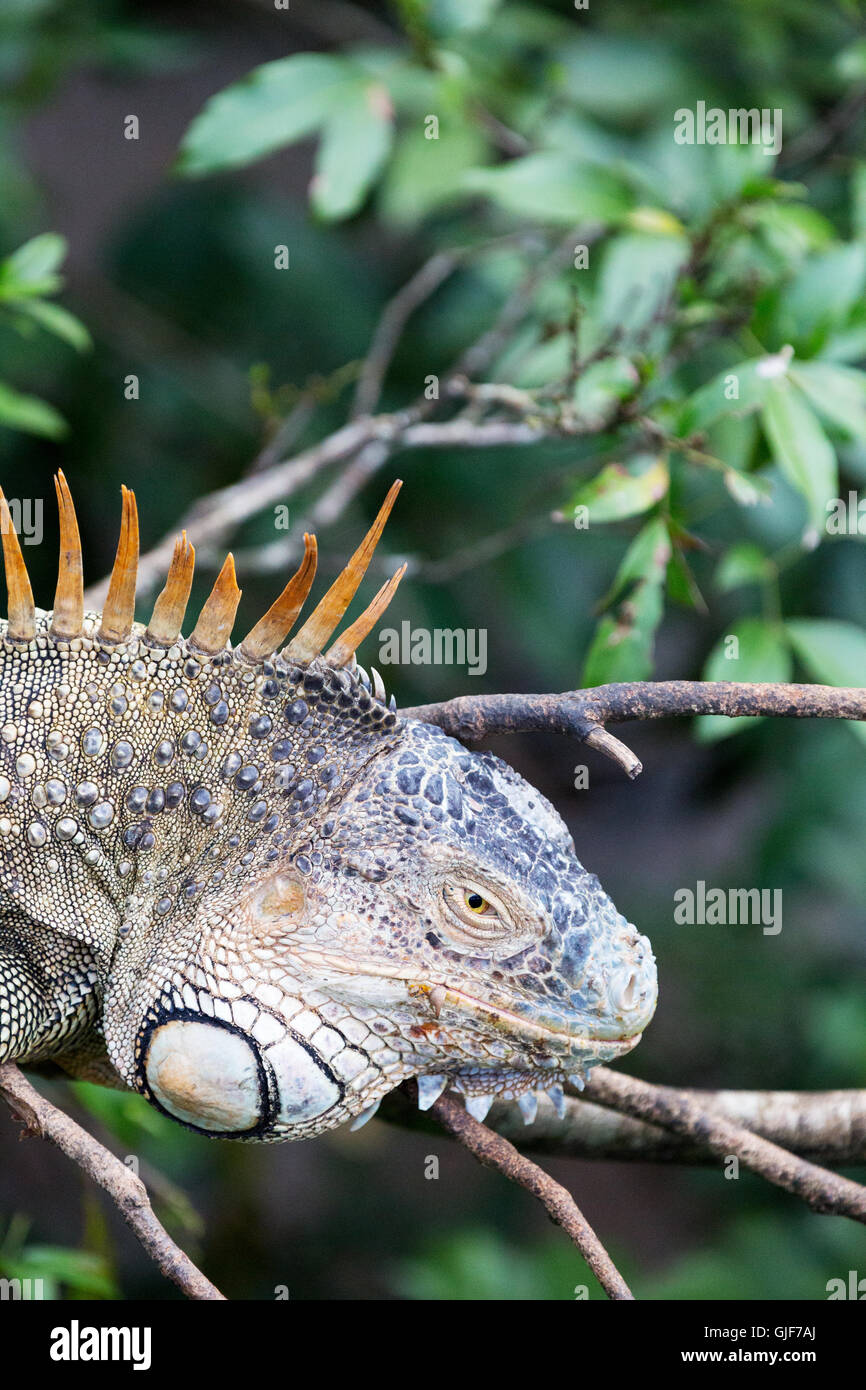 Central america rainforest animals hi-res stock photography and images ...