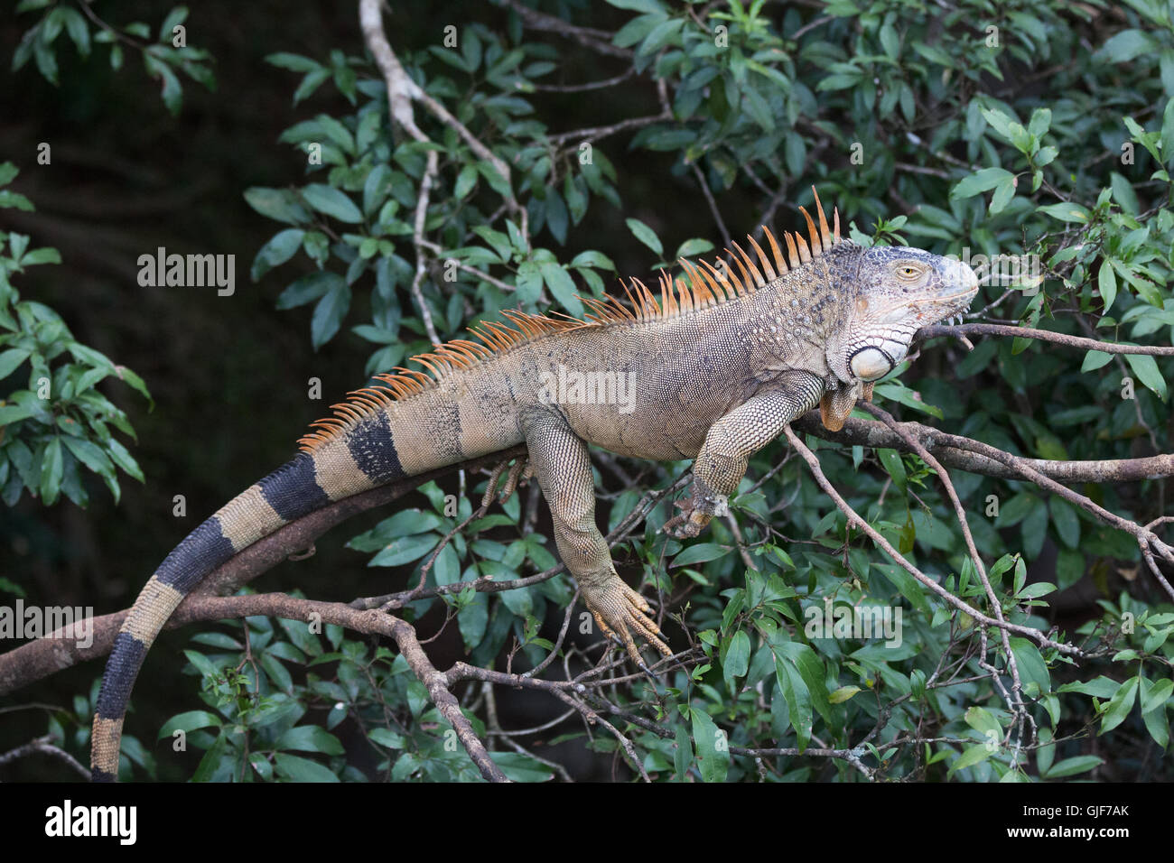 Common or Green Iguana ( Iguana iguana) in the rainforest, Arenal, Costa Rica, Central America Stock Photo