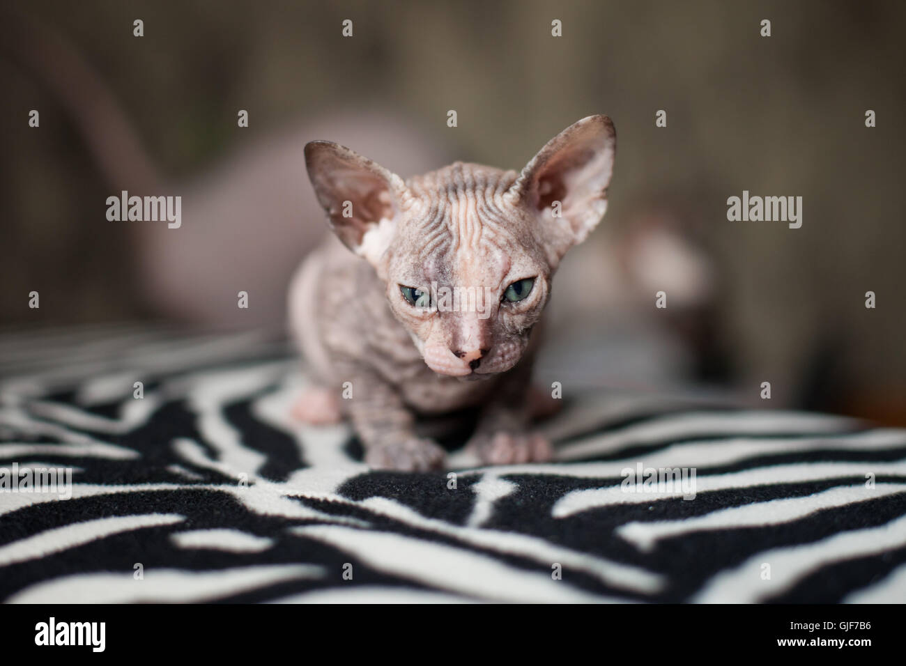 Sphynx kitten Stock Photo