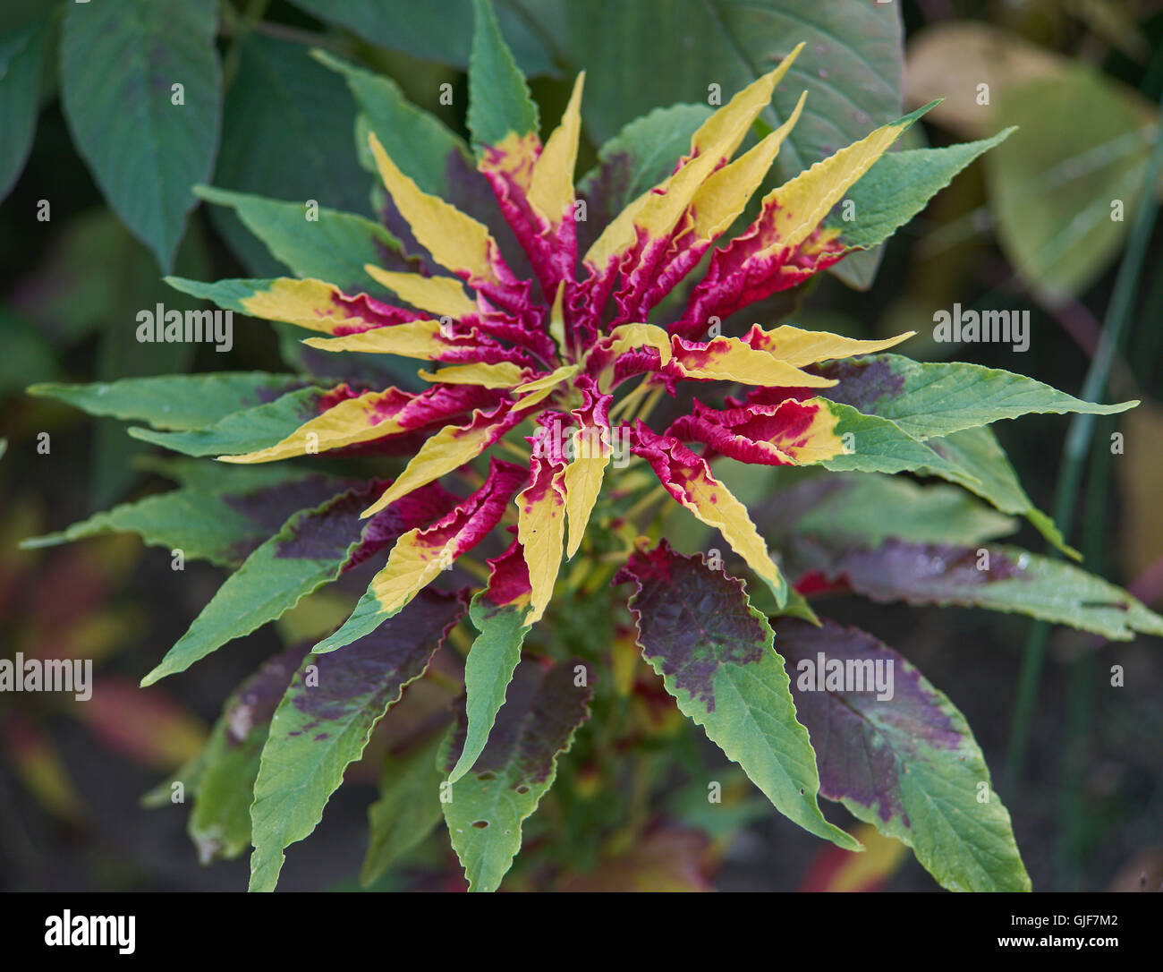 Amaranthus tricolor (Joseph's Coat)