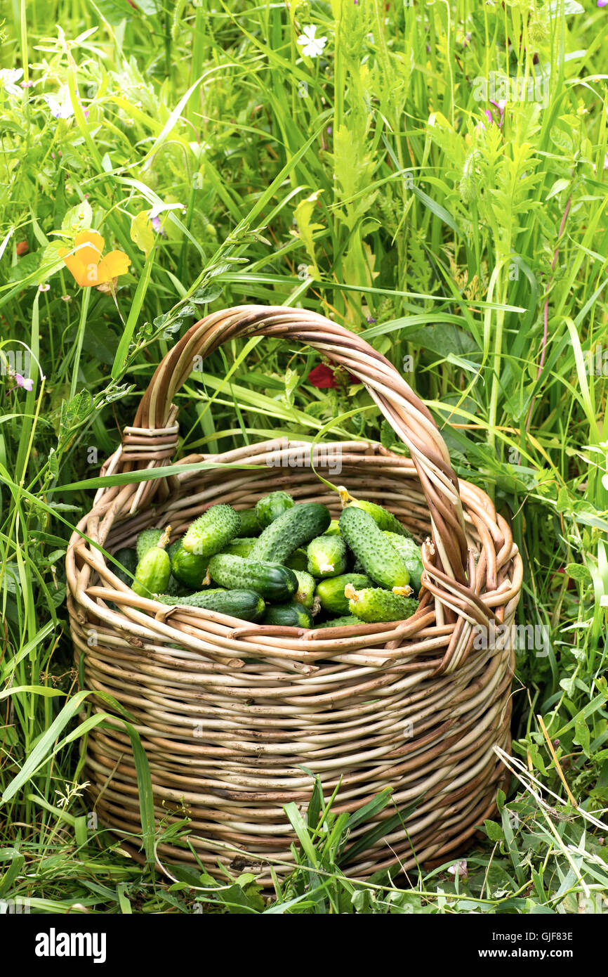 Basket of cucumbers Stock Photo