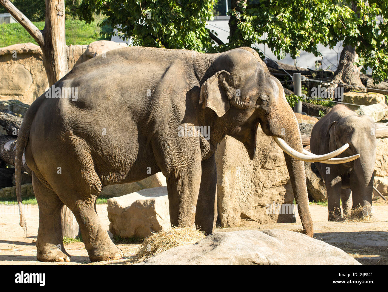 Elephant in zoo Stock Photo