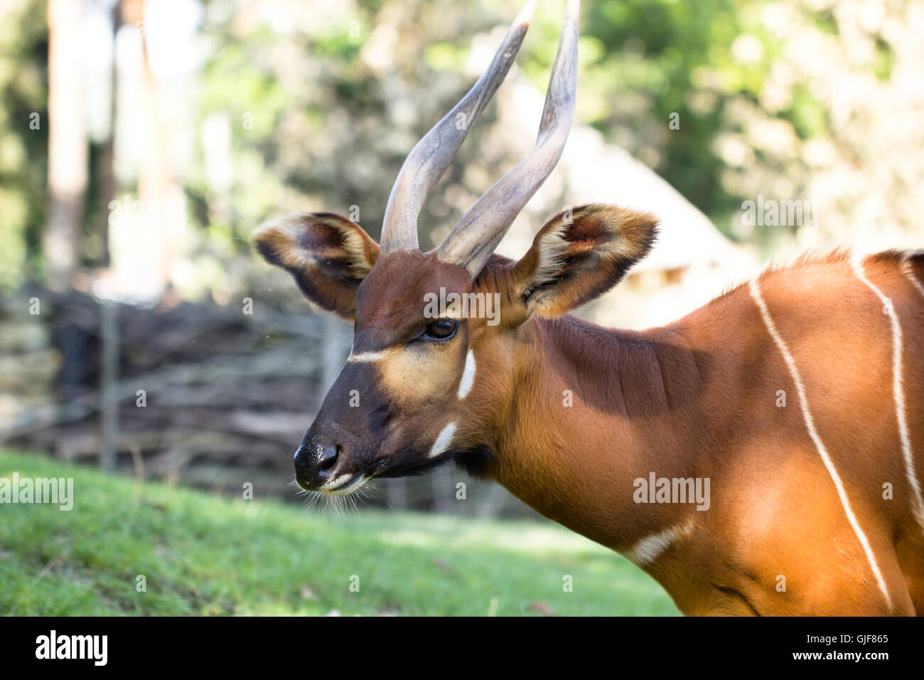 Bongo antelope at zoo Stock Photo