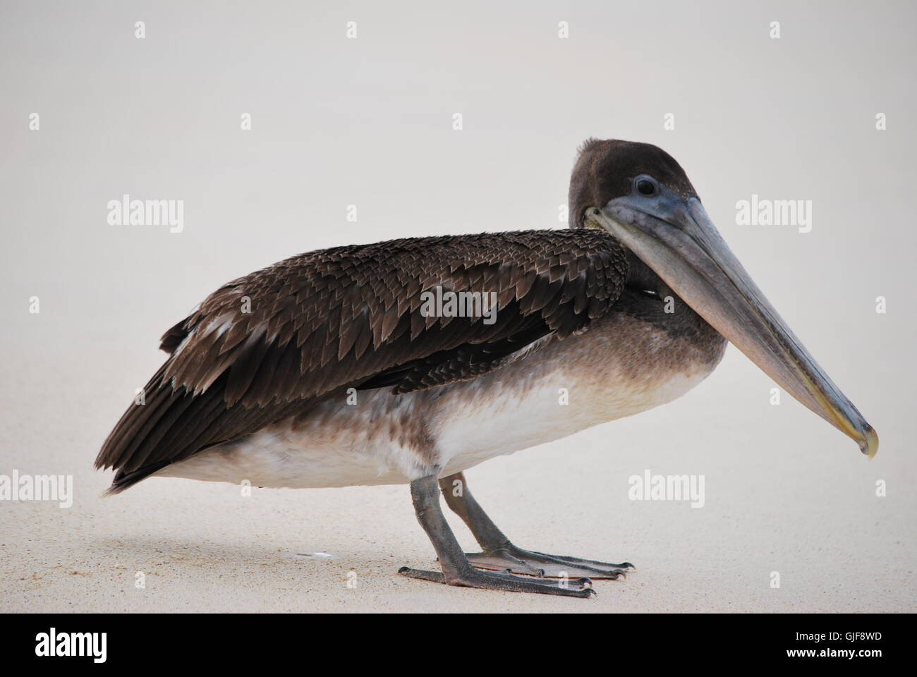 Pelican on a beach near Seymour Airport, Baltra,Galápagos Islands,Ecuador Stock Photo