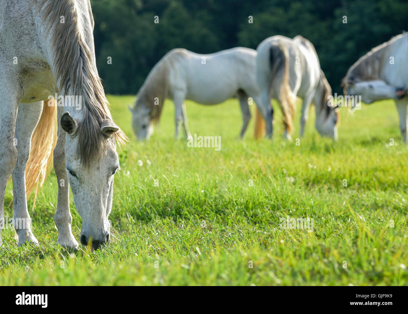 Andalusian horse mares grazing in lush green grass pasture Stock Photo