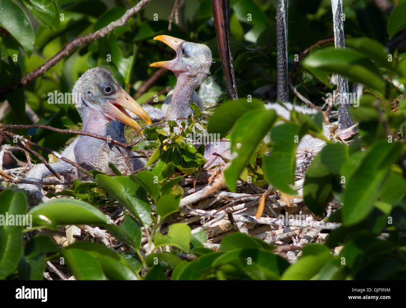 Young nestling wood storks look cute in their nest with their parent's bill nearby....feeding time is near. Stock Photo