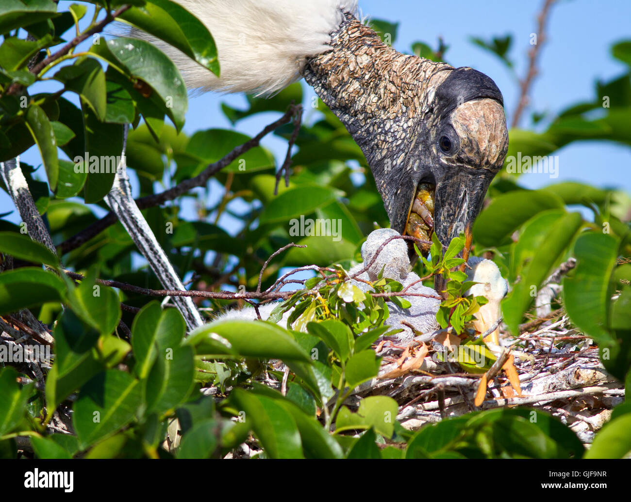 Nestlings mouths hi-res stock photography and images - Alamy