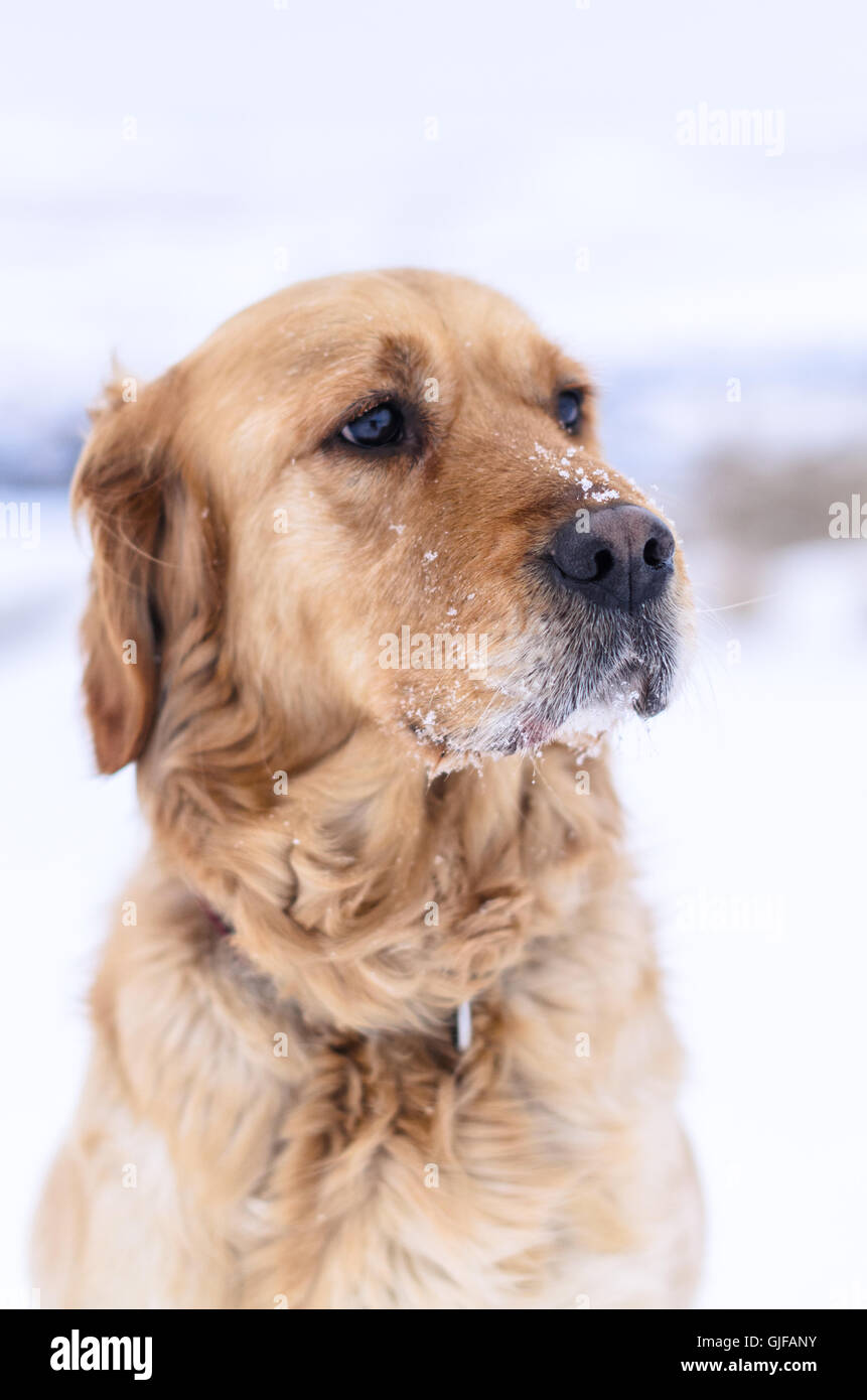 Golden retriever winter hires stock photography and images Alamy