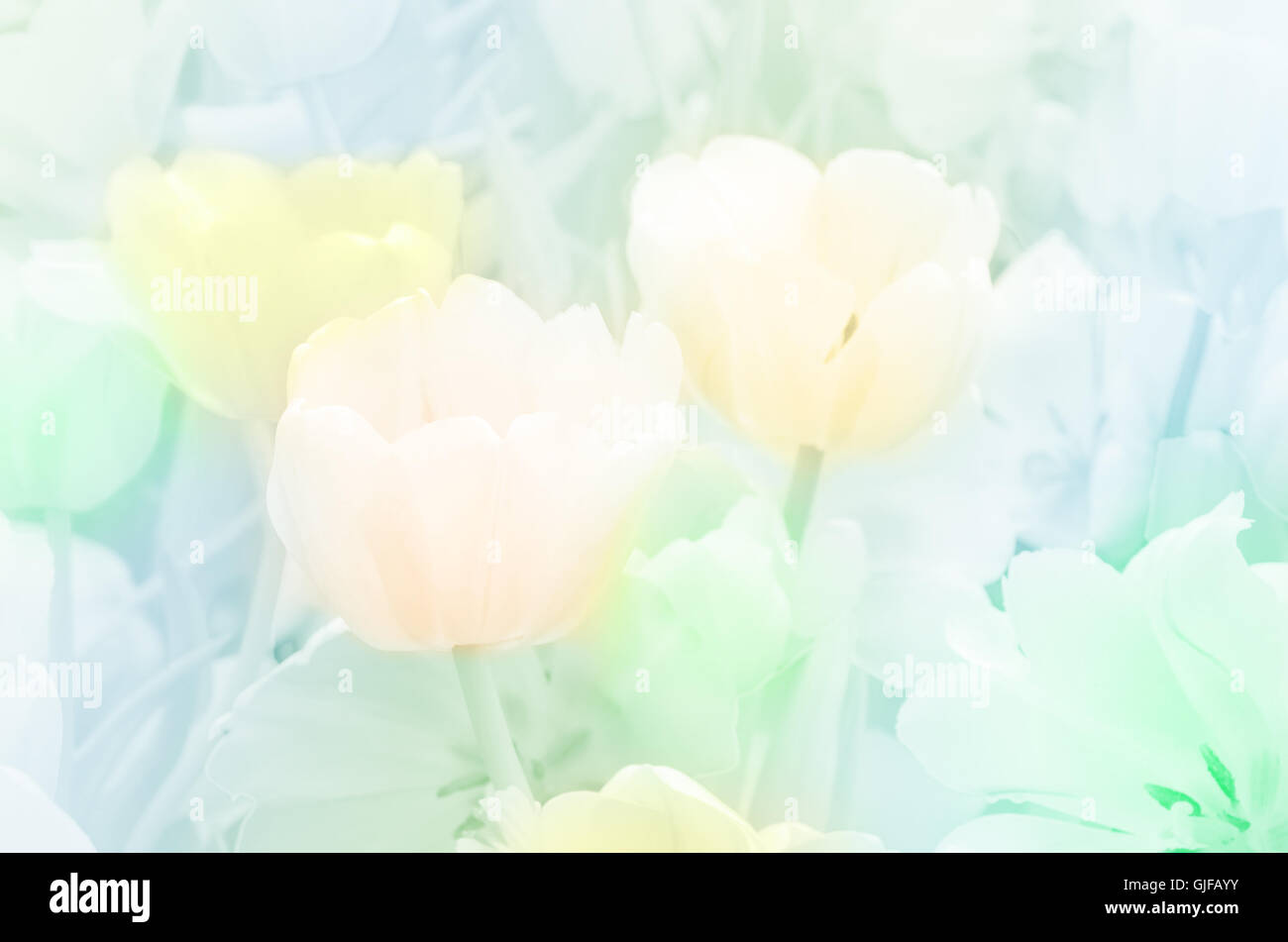 Blossom tulip in pastel tone. Stock Photo