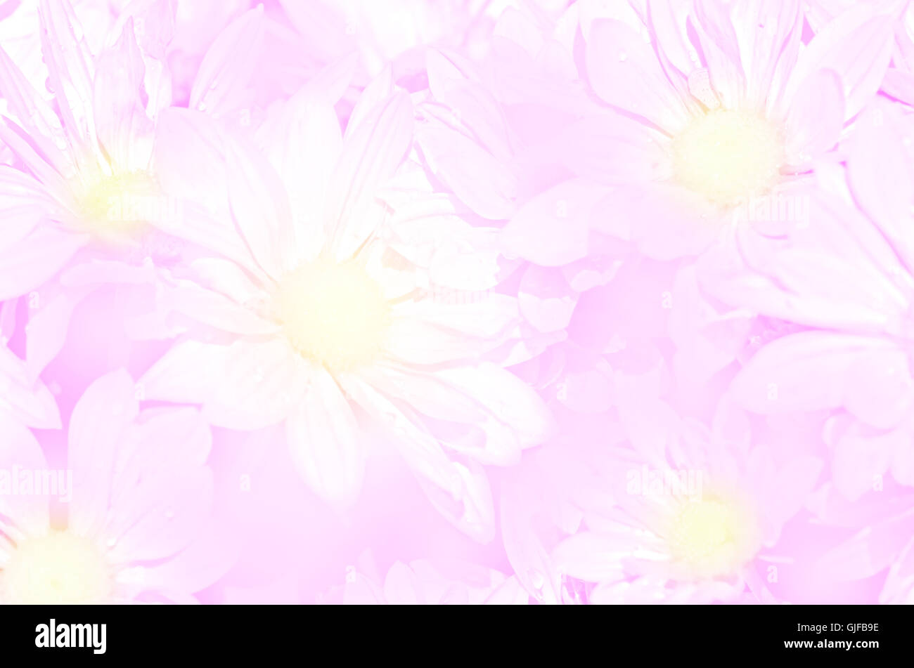 Closed-up of spray type of Chrysanthemum (Dendranthemum grandifflora) in pastel tone. Stock Photo