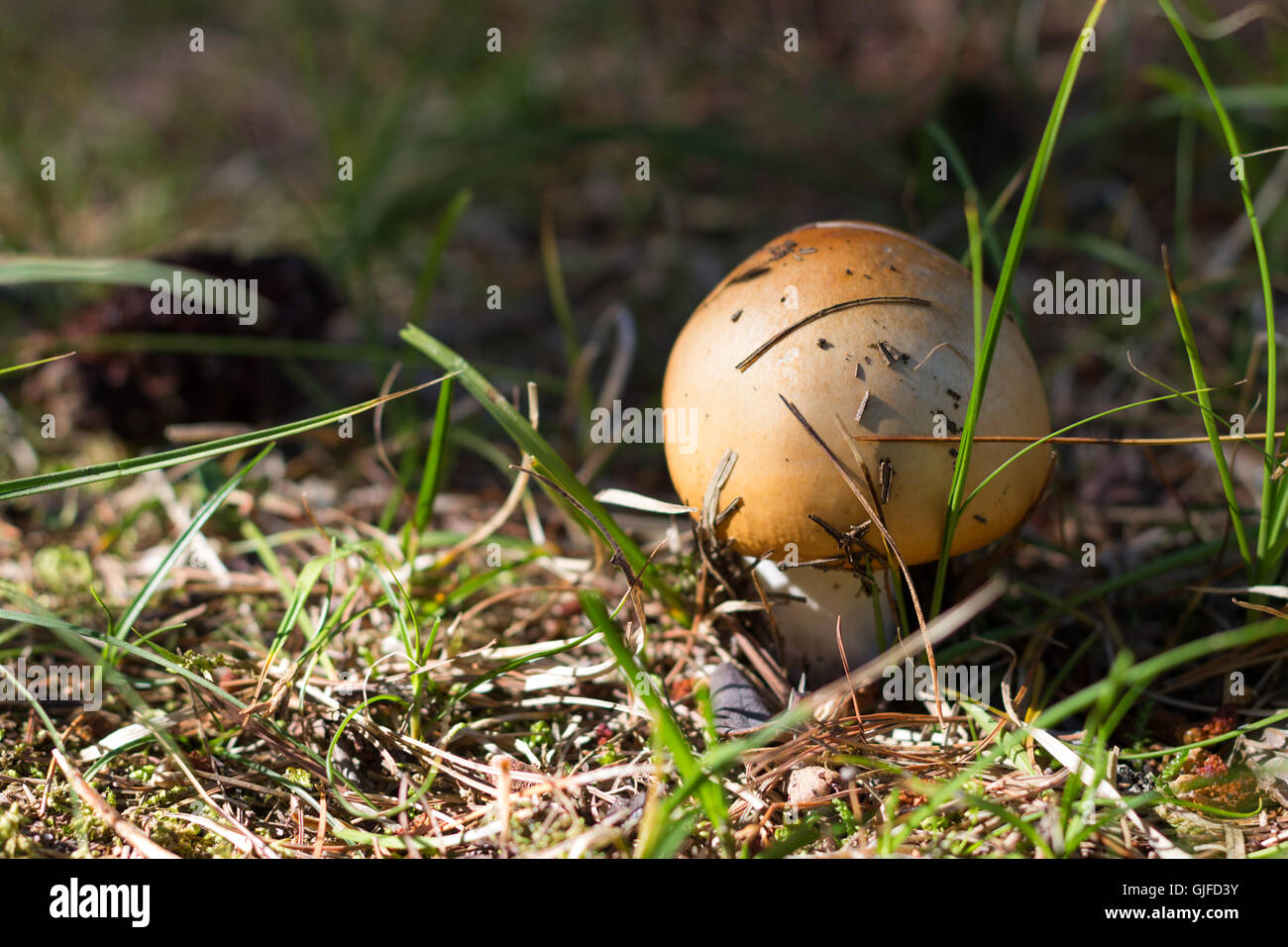 russula, mushroom with a yellow hat in the grass with leaf Stock Photo