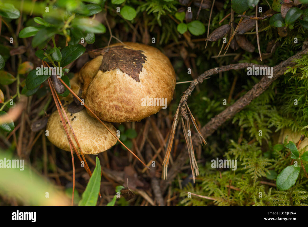 russula, mushroom with a yellow hat in the grass with leaf Stock Photo