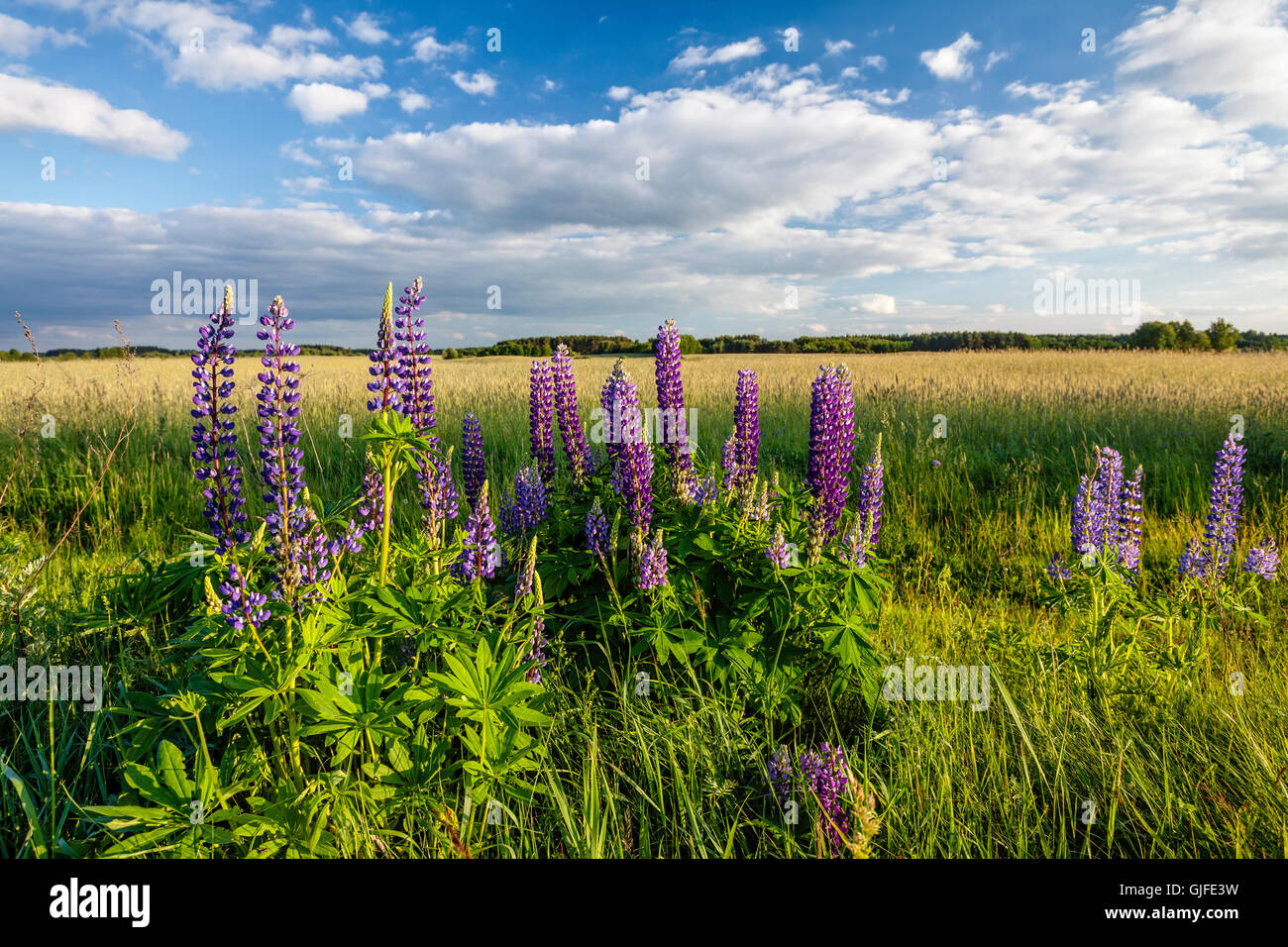 Corn farming europe hires stock photography and images Alamy