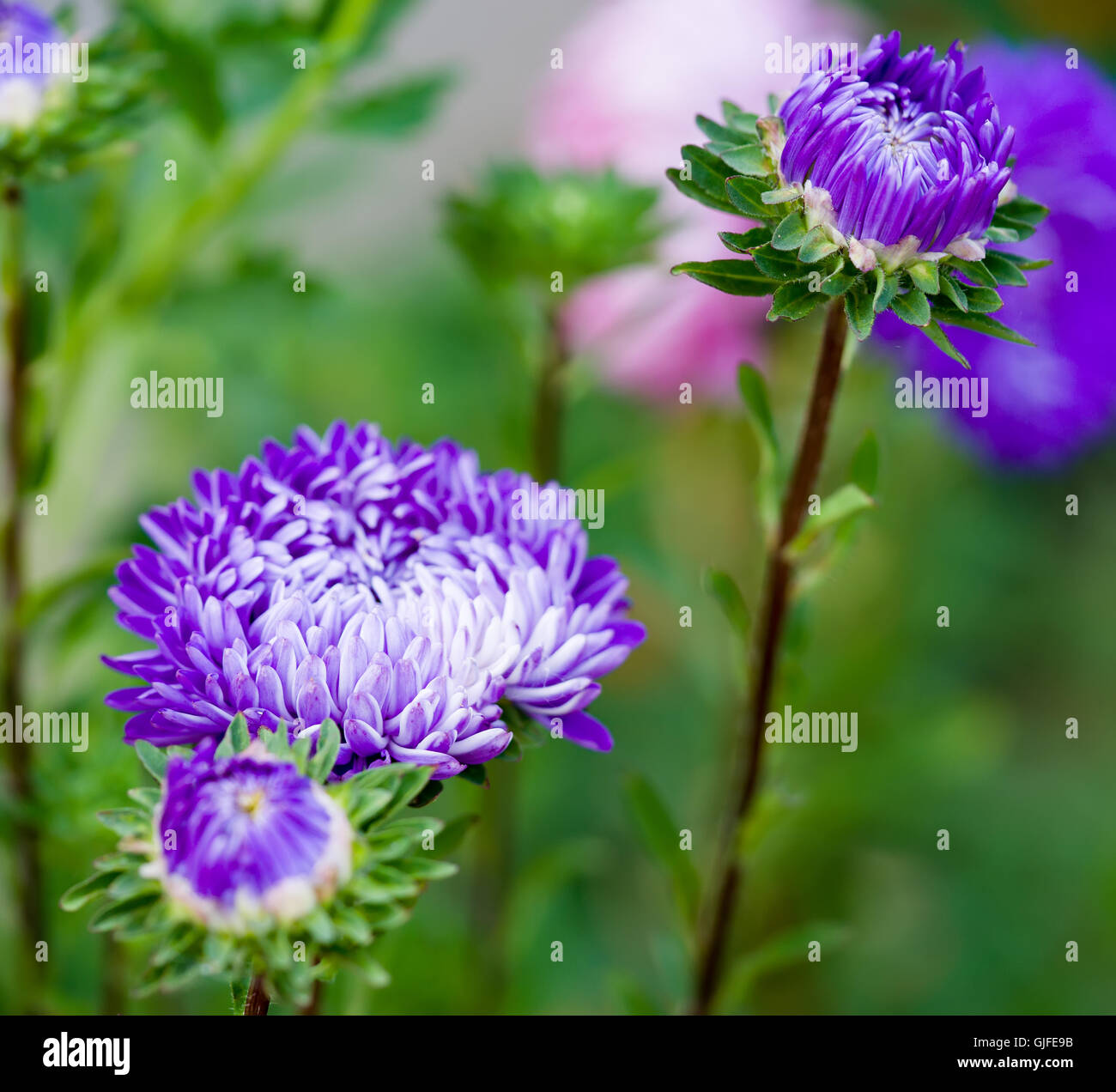 Blue asters in nature, close-up Stock Photo