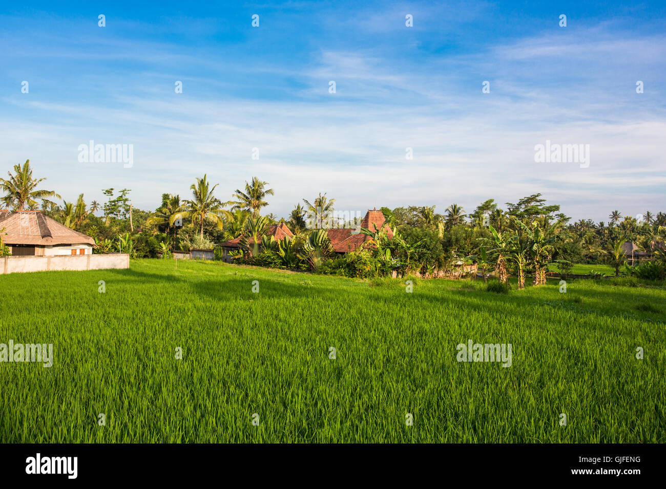 Rice paddies in Ubud in Bali, Indonesia. Stock Photo